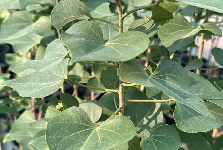 Buy Sea Hibiscus Small Plant | UAE Delivery