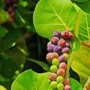Buy Seagrape | Tropical Plant | Plantshop.me UAE