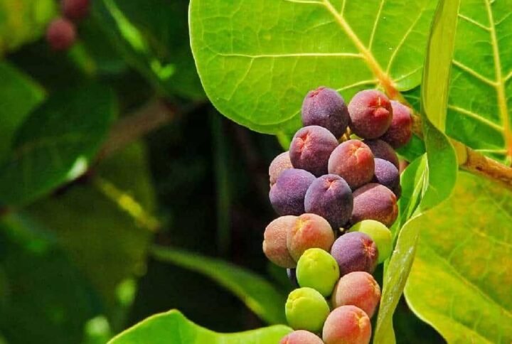 Buy Seagrape | Tropical Plant | Plantshop.me UAE