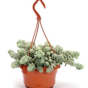 Buy Sedum Burrito Hanging | Plantshop.me UAE