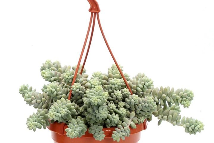 Buy Sedum Burrito Hanging | Plantshop.me UAE