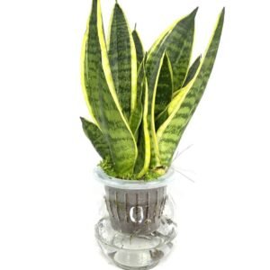 Buy Self Watering Snake Plant | Plantshop.me