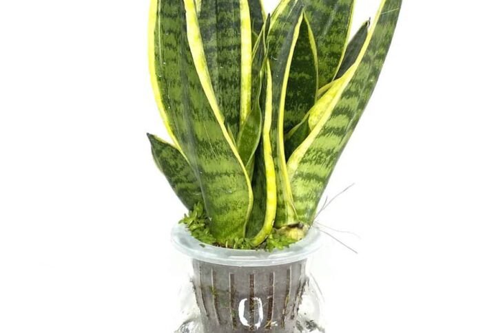 Buy Self Watering Snake Plant | Plantshop.me