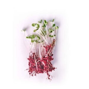 Buy Sesame Microgreen Seeds | Plantshop.me