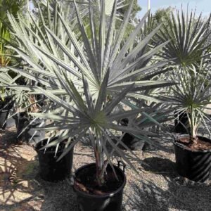 Buy Silver Bismarck Palm - Stunning Outdoor Plant