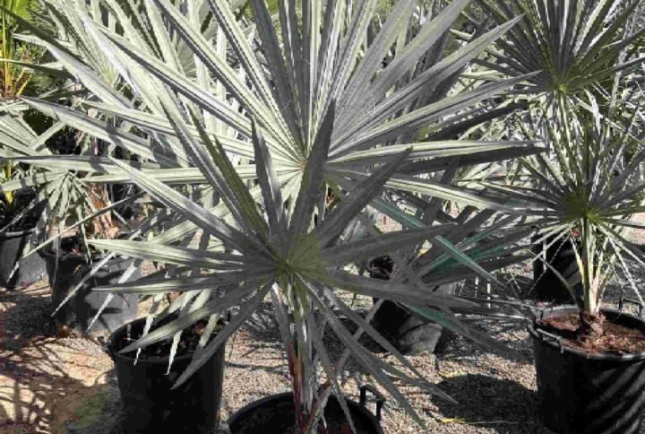 Buy Silver Bismarck Palm - Stunning Outdoor Plant