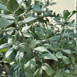 Buy Silver Damas Tall Planters Online - Plantshop.me