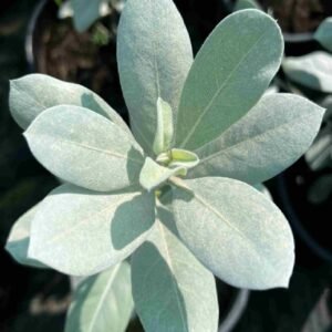 Buy Small Silver Damas Online | Plantshop.me