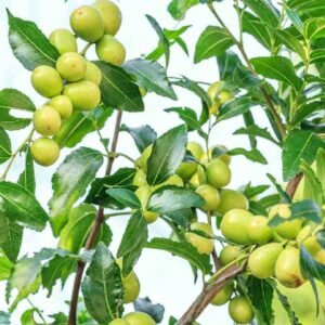 Buy Small Ziziphus Jujuba Plant Online | Plantshop.me