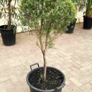 Buy Snow In Summer Plant | Plantshop.me