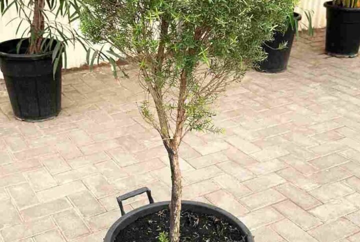 Buy Snow In Summer Plant | Plantshop.me