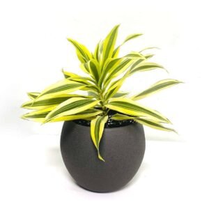 Buy Song of India Small Plant Online UAE