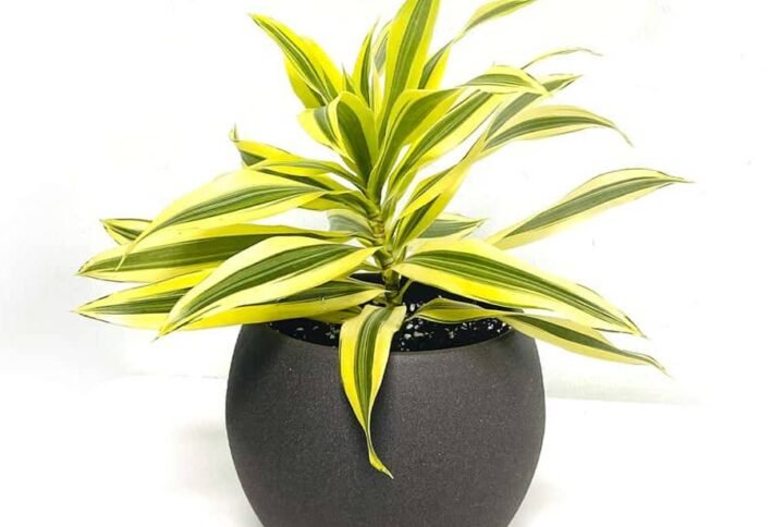Buy Song of India Small Plant Online UAE