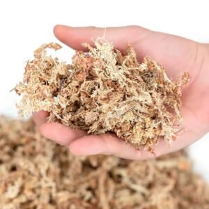 Buy Sphagnum Dried Moss for Gardening & Terrariums