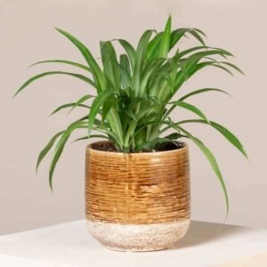 Buy Spider Plant Lemon | Indoor & Outdoor UAE