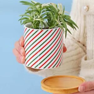 Buy Spiro Mini Pot - Compact and Elegant Planter at Plantshop.me
