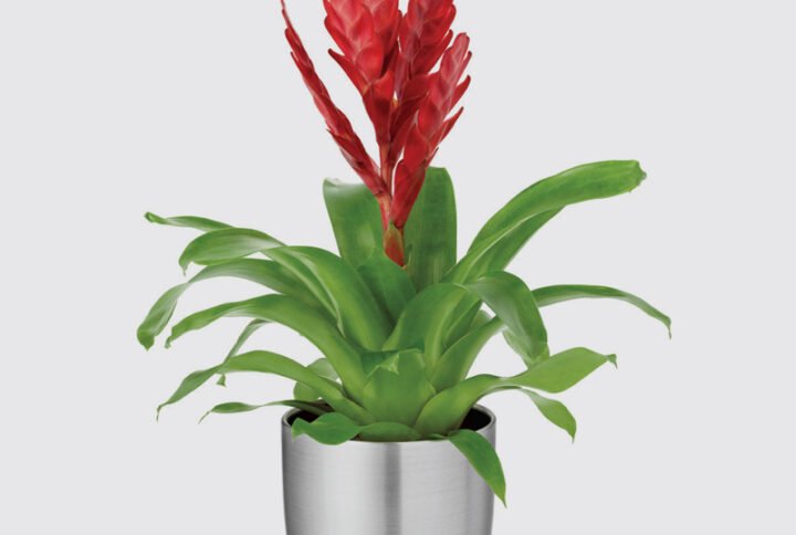 Buy Streamline Aluminium Silver Pots | Plantshop.me