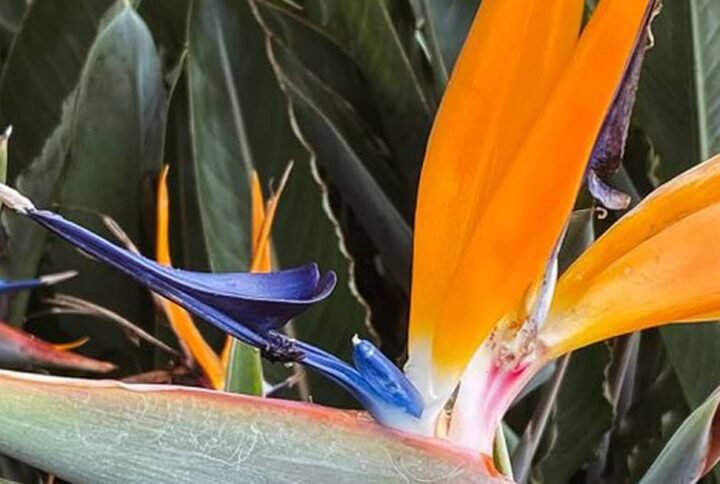 Buy Strelitzia Plant Seeds - Plantshop.me UAE