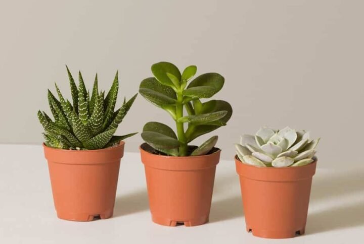 Buy Succulents Online | UAE's Best Selection | Plantshop.me