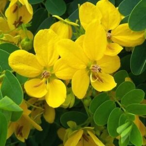 Buy Sunshine Tree - Brighten Your Garden | Plantshop.me