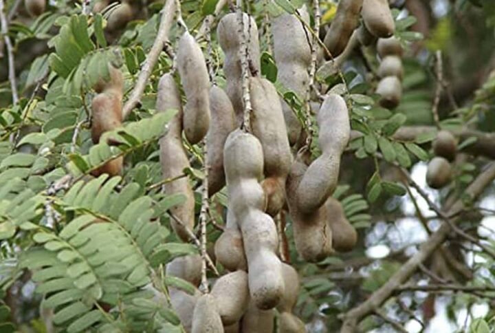 Buy Sweet Tamarind Seeds at Plantshop.me