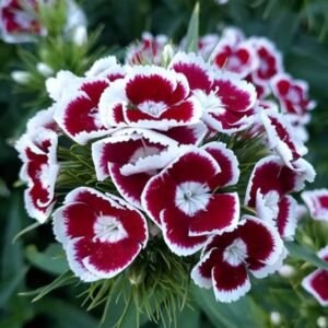 Buy Sweet William Mix Color Seeds Online | Plantshop.me UAE