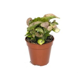 Buy Syngonium Neon Robusta Mini at Plantshop.me