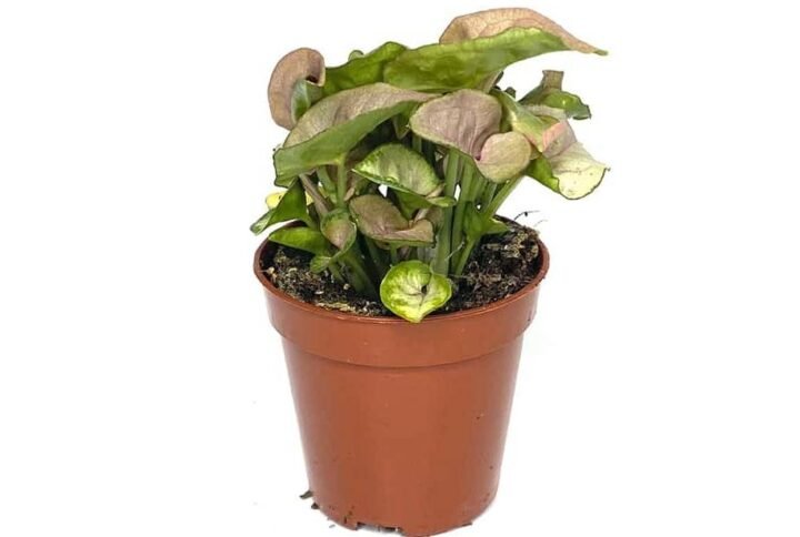 Buy Syngonium Neon Robusta Mini at Plantshop.me