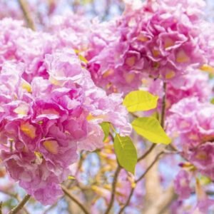 Buy Tabebuia Argentea Seeds at Plantshop.me