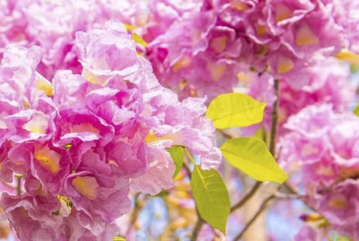 Buy Tabebuia Argentea Seeds at Plantshop.me