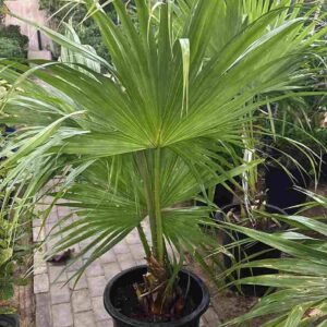 Buy Tall Livistona Palm | Plantshop.me UAE