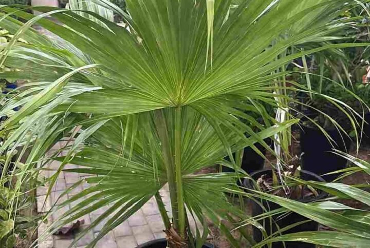 Buy Tall Livistona Palm | Plantshop.me UAE