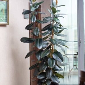 Buy Tall Rubber Plant 3PP | Plantshop.me