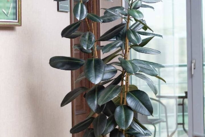 Buy Tall Rubber Plant 3PP | Plantshop.me