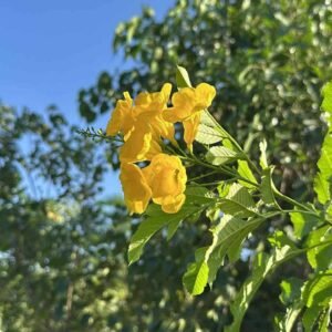 Buy Tecoma Stans Bushy for Instant Color