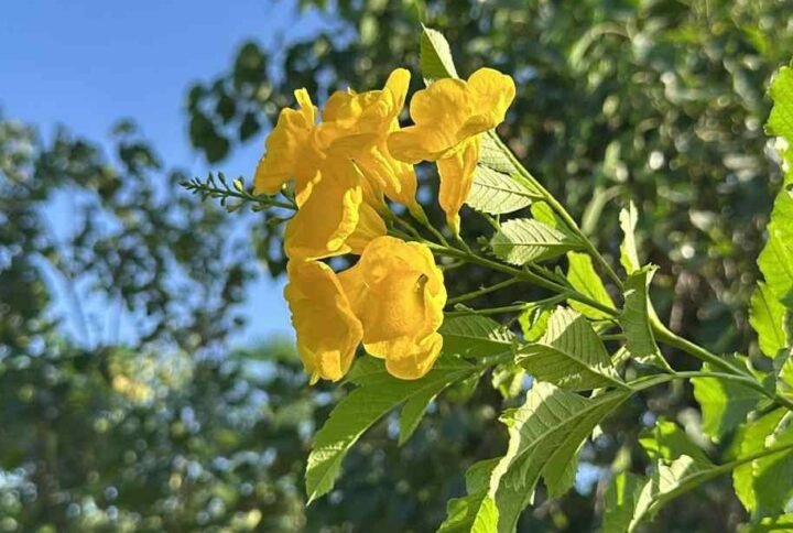 Buy Tecoma Stans Bushy for Instant Color