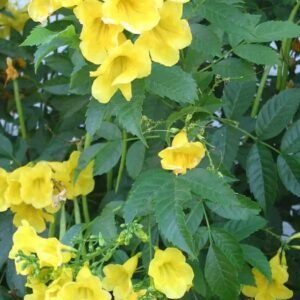 Buy Tecoma Stans Seeds at Plantshop.me