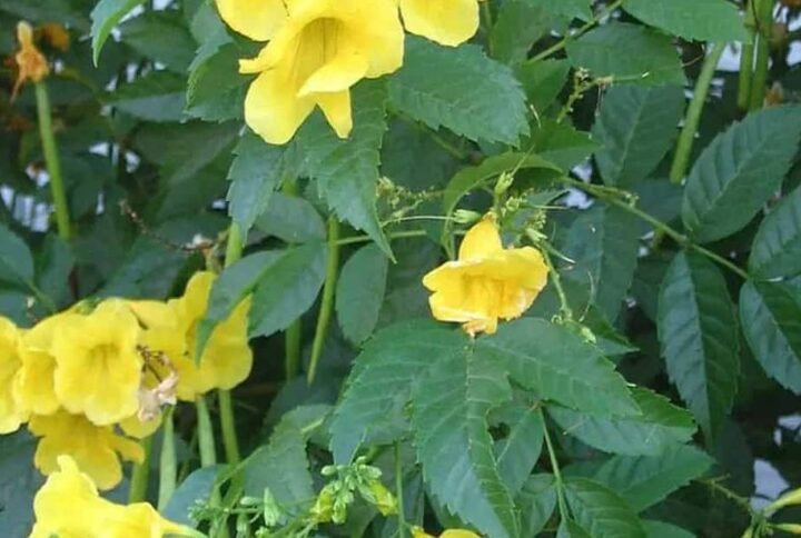 Buy Tecoma Stans Seeds at Plantshop.me