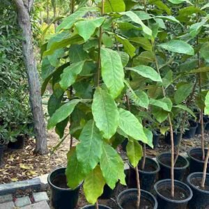 Buy Terminalia Catappa - Indian Almond Tree UAE