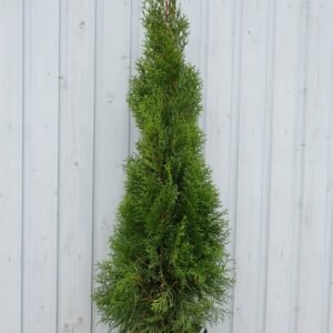 Buy Thuja - Versatile Evergreen Conifer for Landscaping in UAE