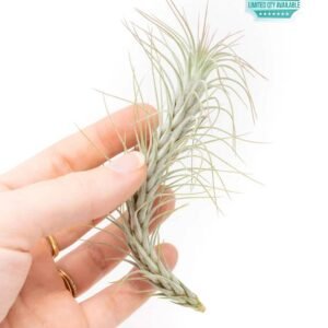 Buy Tillandsia Foxtail Air Plant | Plantshop.me