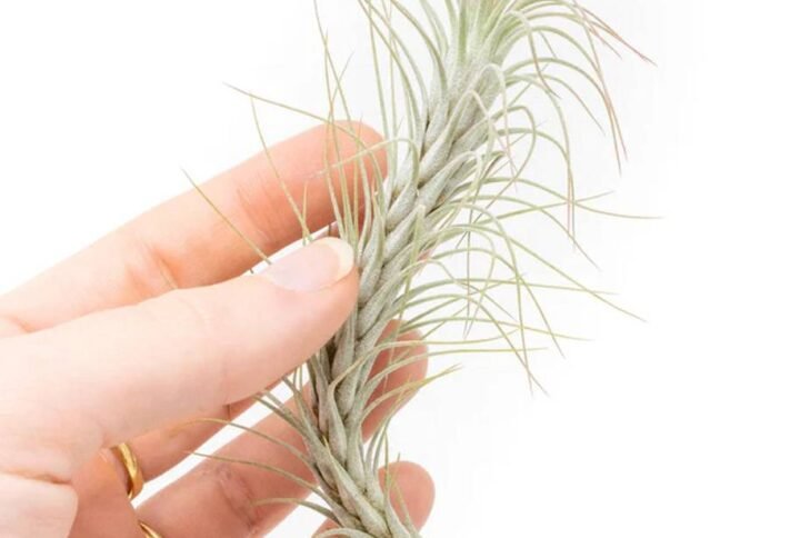 Buy Tillandsia Foxtail Air Plant | Plantshop.me