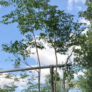 Buy Tree Jasmine - Exquisite Jasmine Trees at Plantshop.me