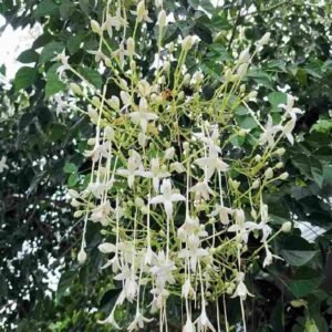 Buy Tree Jasmine Small Plant | Plantshop.me