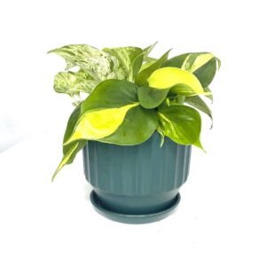 Buy Trio Pothos Plant at Plantshop.me