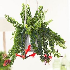Buy Twisted Lipstick Plant Hanging | Plantshop.me UAE