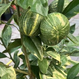 Buy Variegated Sweet Malta Lemon|Plantshop.me