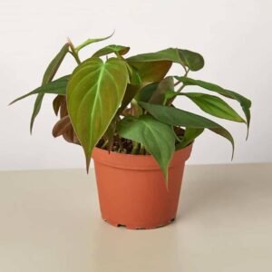 Buy Velvet Leaf Philodendron | Plantshop.me UAE
