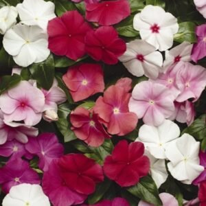 Buy Vinca Mix Color Seeds | Plantshop.me | Premium Flowers