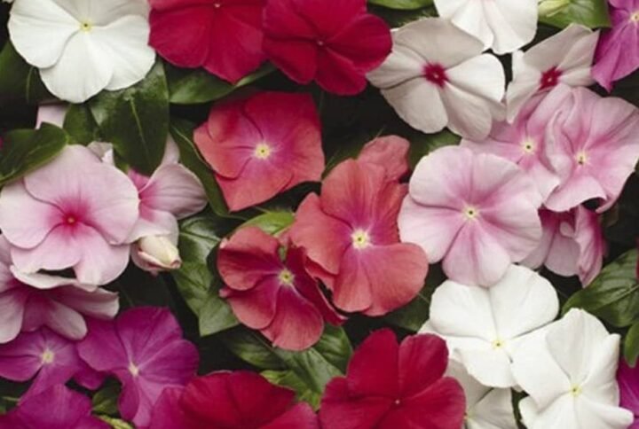 Buy Vinca Mix Color Seeds | Plantshop.me | Premium Flowers